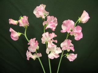 Lathyrus odoratus Prima.jpg